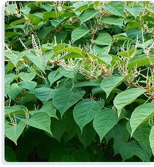 Cell Enhancer Plus - Japanese Knotweed