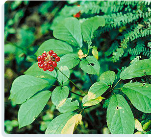 Cell Enhancer Plus - Panax Japonicus