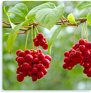 Cell Enhancer Plus - Schisandra